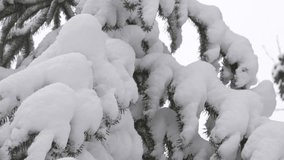 Close-up of Fresh Snow Adorning Evergreen Pine Branches in Winter - Powered by Shutterstock - Get 15% off with code: PIKWIZARD15