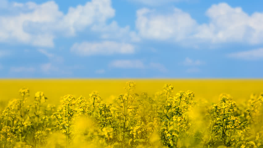 spring yellow rape field under cloudy sky, seasonal agricultural industry time lapse scene