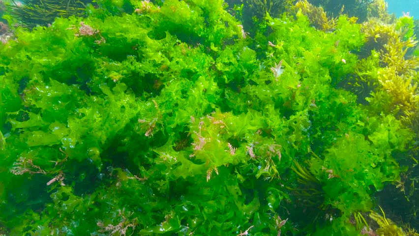 Green algae Ulva lactuca, the sea lettuce, with few harpoon weed seaweed underwater in the Atlantic ocean, natural scene, Spain, Galicia Royalty-Free Stock Footage #1109928911
