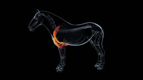 horse torso muscles anatomy physiology 3d animation - Powered by Shutterstock - Get 15% off with code: PIKWIZARD15