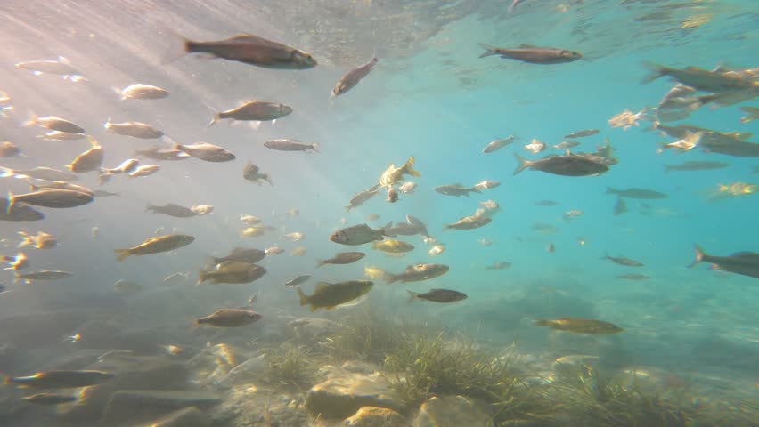 Underwater Fishes are seeking for the food. Under River creature Royalty-Free Stock Footage #1109934875