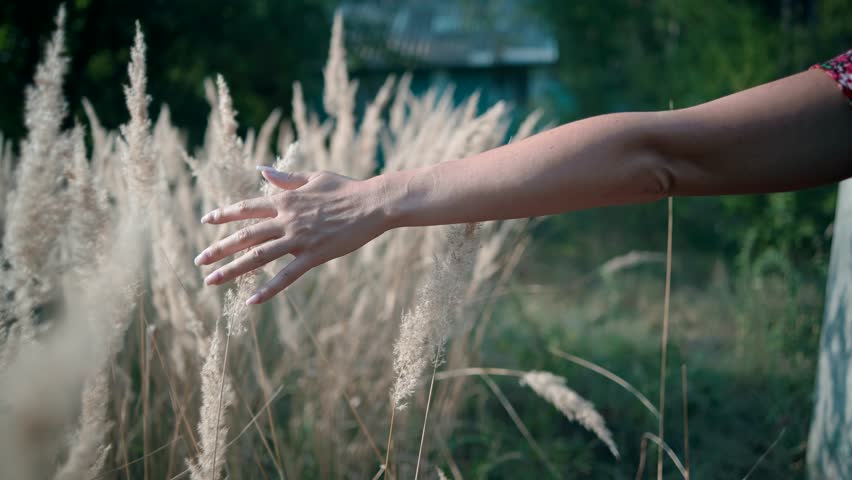 Woman Hands Touching Flowers.Hand Touches Grass In Wheat Field.Beautiful Woman In Love On Meadow.Sun Through Hands.Girl Relax On Morning.Girl Enjoying Grass At Sunrise.Woman Walking On  Nature Field. Royalty-Free Stock Footage #1109936855