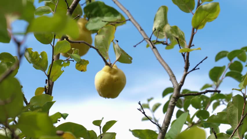 Quince Swaying in the Wind on the Quince Tree on a Sunny Day with Blue Sky Royalty-Free Stock Footage #1109937785