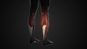Pain and injury in the Gastrocnemius Muscles - Powered by Shutterstock - Get 15% off with code: PIKWIZARD15