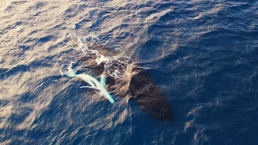 Aerial view mother and baby humpback whale swimming together in calm blue ocean water, humpback whale spouting, humpback whale with its child. Endangered ecosystem. Aerial view gray whales flock wild Royalty-Free Stock Footage #1109948021