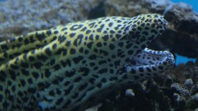 Spotted large predatory fish Muraena is a genus of fish of the moray family Muraenidae of the eel family Anguilliformes
