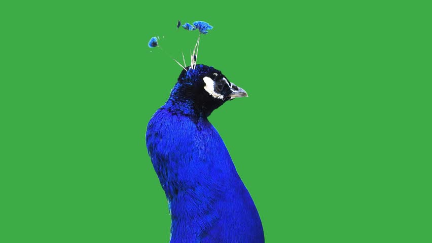 peacock looks in different directions on a green screen Royalty-Free Stock Footage #1109957087