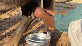Man milking a Buffalo in the Village 4K video. Getting milk from Buffalo by hands in the village 4K video