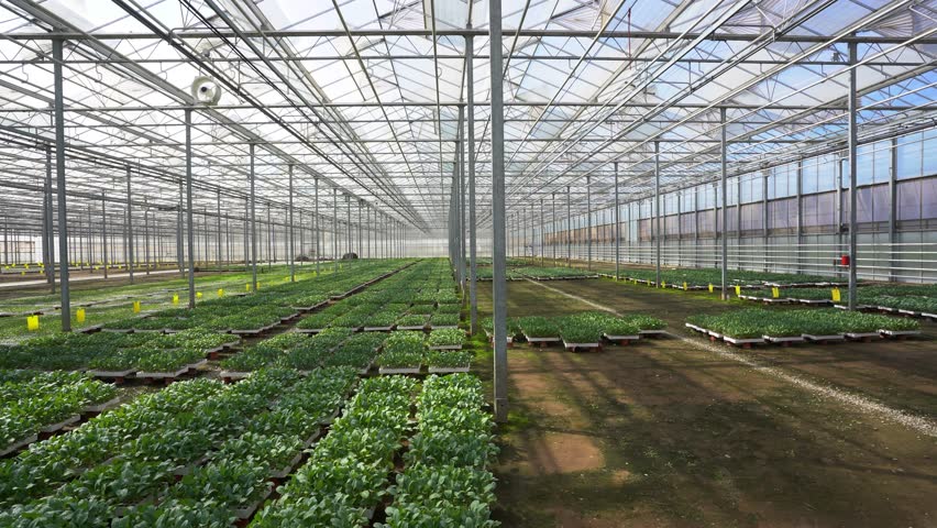 Crops Thriving in Dutch Greenhouse Technology: Nurturing with Iron, Glass, and a Perspective on Area Planning in Warm Environments Royalty-Free Stock Footage #1109960341