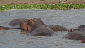 Group of still hippopotamus bathing in river waters, Africa. Handheld
