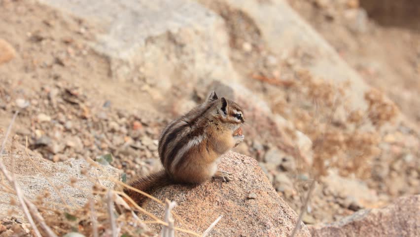 Chipmunk Eating a Nut in Rocky Mountain National Park, Estes Park Colorado