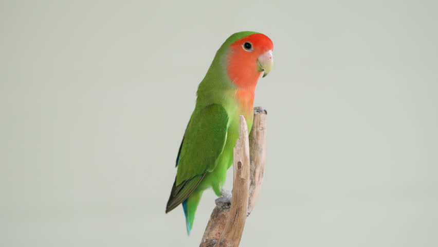 Green Rosy-faced Lovebird (Agapornis Roseicollis) or Rosy-collared or Peach Faced Lovebird On Tip of Twig with Grey Studio Background Royalty-Free Stock Footage #1109960527