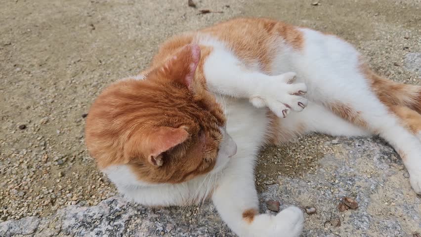The affection of a cute brown cat met on the street, Jongmyo Shrine, Seoul, South Korea, 4k