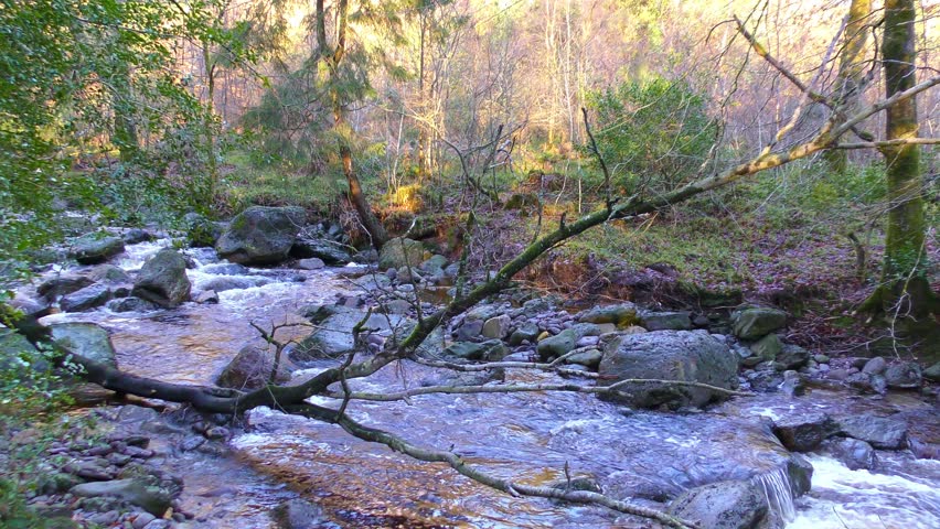 Mountain stream tree fallen in the water in Waterford Ireland on an autumn evening