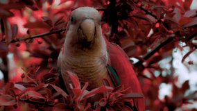 Color image creativity, Close up red parrot standing on tree branch with red leaves eating small berries in front of the camera. Infrared edit video