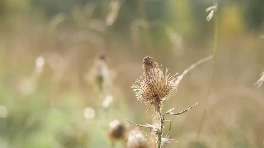 Shutterstock video thumbnail