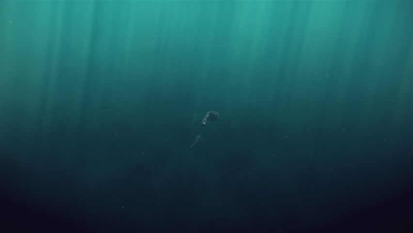 4k animation of plesiosaur family