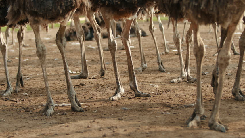 Powerful long legs without feathers of adult ostriches walking slowly on brown ground on a farm on warm season. Two-toed feet with sharp claw of ostriches. High quality 4k footage