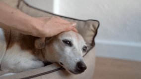 Hand petting cute senior dog falling asleep. Lying on comfortable beige dog pet sofa bed. Video footage. Elderly dog closing big beautiful eyes with gray eyelashes
