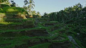 Graceful drone gliding near the enchanting rice terraces of Tegalalang, Bali.