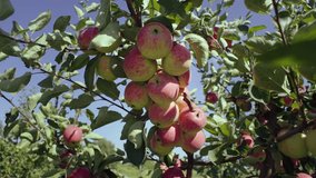 Eco-Friendly Orchard Delights: Growing Organic Red Apples in Abundance. High quality 4k footage - Powered by Shutterstock - Get 15% off with code: PIKWIZARD15