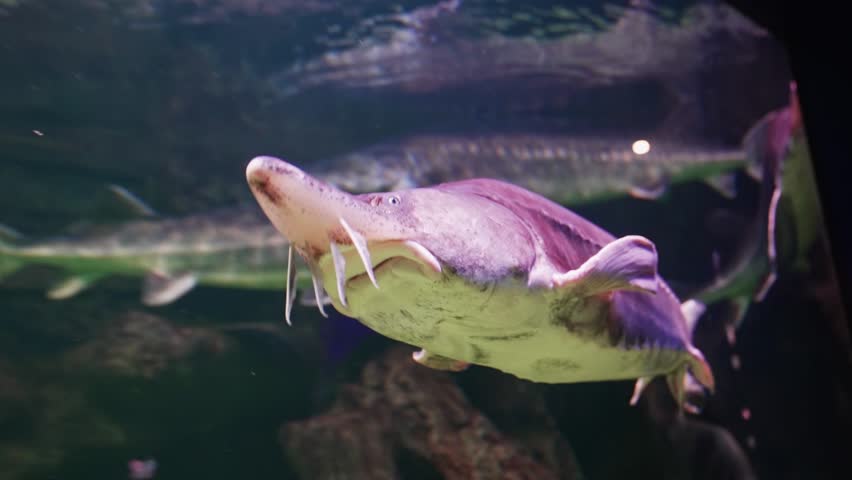Beluga large aquarium. Fish of the sturgeon family, one of the largest freshwater predators. Beluga has valuable white dense meat. Female beluga spawn black eggs.