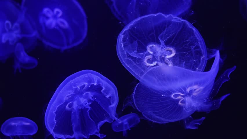 Eared aurelia, or eared jellyfish in the aquarium. A species of scyphoid from the order Discomjellyfish. It inhabits the coastal waters of the temperate and tropical seas, Black and Mediterranean Seas Royalty-Free Stock Footage #1109978971