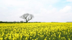 Aerial video showcases Lincolnshire Wolds' spring beauty: Radiant rapeseed fields, extensive farmland, and countryside trails.