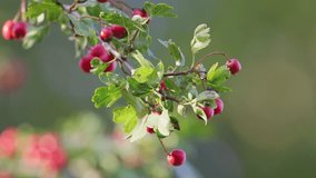 Sunlit morning video: Hawthorn berries ripe. Common, healthy forage. Adored by wildlife in woods and towns. Nutrient-rich, medicinal.