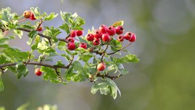Sunny morning video: ripe Hawthorn berries. A common, healthy forage. Loved by wildlife in woods and towns. Nutritious and medicinal.