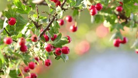 Ripe Hawthorn berries on a sunny morning in video. Common, healthy forage. Wildlife's delight in woods and towns. Nutritional, medicinal.