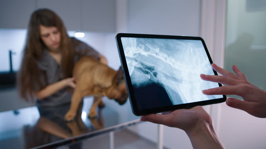 Veterinary doctor looking at dog x-ray on digital tablet in modern clinic. Vet assistant treating french bulldog on the examination table. Veterinarian using tablet computer to check animal skeleton  Royalty-Free Stock Footage #1109981813