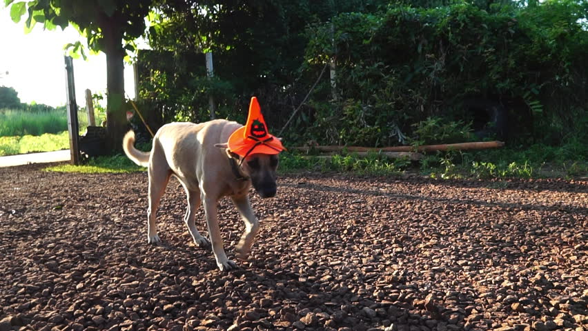 A dog is wearing a witch