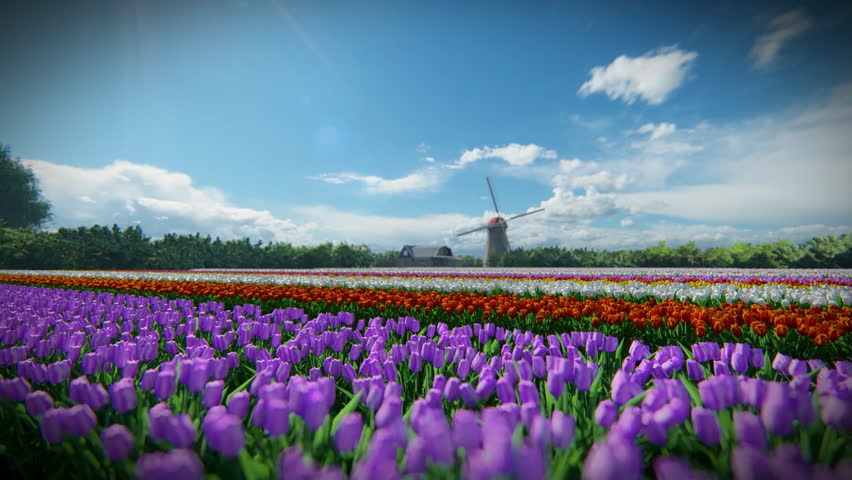The camera rises  over a field of tulips, with a windmill and forest in the background | Shutterstock HD Video #1109987845