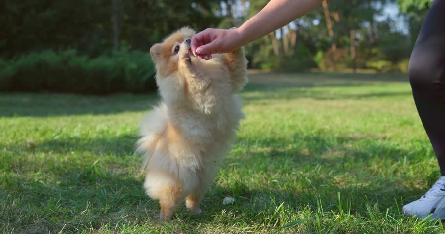 Woman feeding Little Happy Cute Fluffy Pedigree Pomeranian Dog outdoor at park