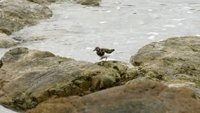 Ruddy turnstone (Arenaria interpres) bird in ocean reef rocks with sea surf waves