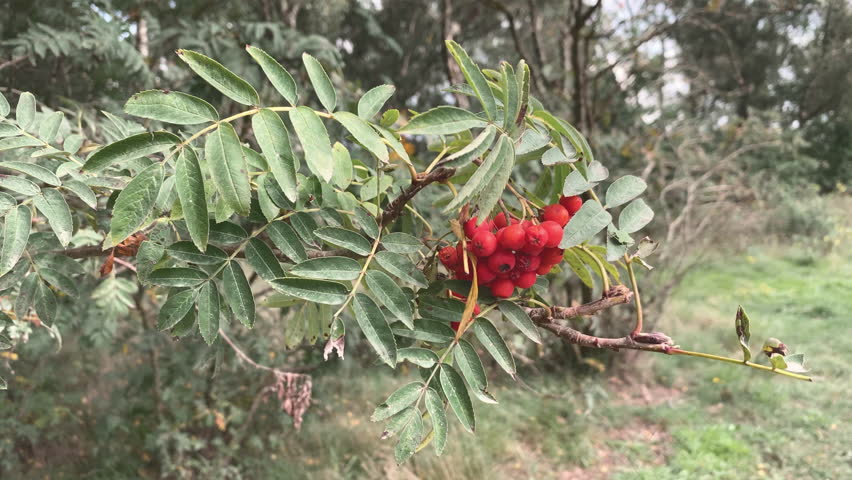 Close-up of red rowan berries on a tree branch, moving in the wind. Static shot.