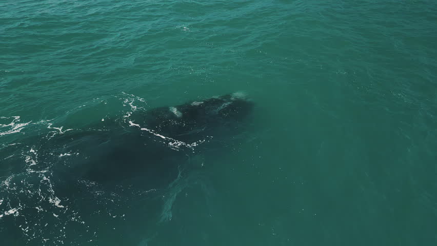 The southern right whale, Eubalaena australis swims near Brazilian shore near the town of Imbituba and exhales the air with distinct V shaped stream Royalty-Free Stock Footage #1109996909