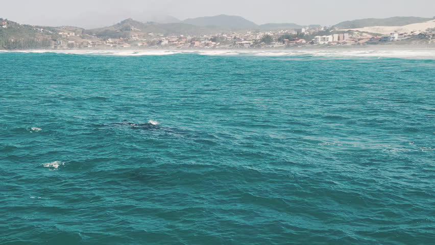The southern right whales breach, Eubalaena australis. Mother and calf of the Right Whales swim near Brazilian shore near the town of Imbituba. the calf breaches and falls with splash