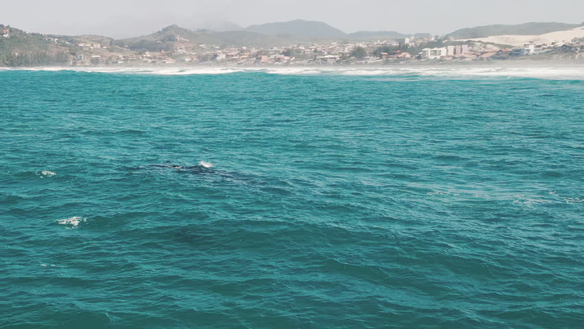The southern right whales breach, Eubalaena australis. Mother and calf of the Right Whales swim near Brazilian shore near the town of Imbituba. the calf breaches and falls with splash Royalty-Free Stock Footage #1109996917