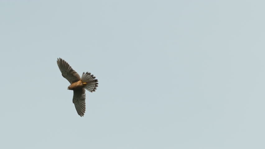 A falcon soars in the sky, then rapidly dives to hunt its prey from above. In slow motion, a tracking shot captures the falcon floating before executing a high-speed nose dive. Flight of the falcon