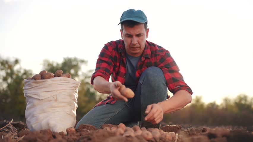 potatoes agriculture. farmer selects potato harvest next to bag on agricultural field in soil. agriculture business concept. farmer works storing potatoes lifestyle in the field Royalty-Free Stock Footage #1110000933