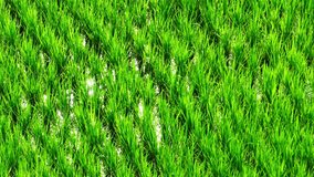 Fertile Abundance: Thailand's lush green rice fields, symbolize abundance and prosperity, a testament to the rich agricultural heritage that feeds a nation. Thai rice: World-class grain. Drone.
