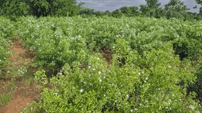 A panoramic view of a lush jasmine flower plantation in full bloom during spring in a rural village in Karnataka