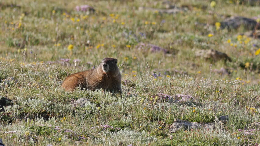 Marmot on mountain top tundra in Rocky Mountain National Park. Colorado