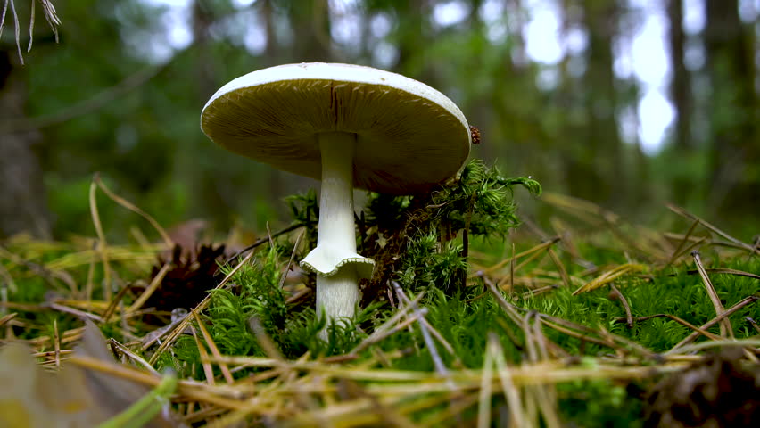 Amanita phalloides. A poisonous, inedible mushroom with a white, fleshy cap. False Death Cap, Citron Amanita. Royalty-Free Stock Footage #1110006613