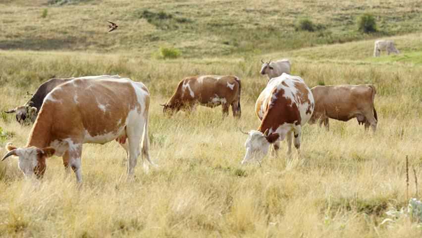 A Brown and White Cow Standing in a Pasture with other Cows in the Background with Hills