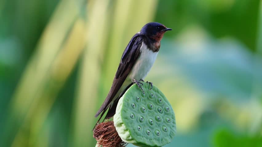 Barn Swallow on green flower  though called the chimney-swallow, by no means builds altogether in chimnies