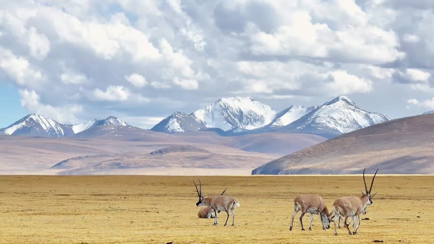 Tibetan antelopes on the fields before mountain  Royalty-Free Stock Footage #1110014437