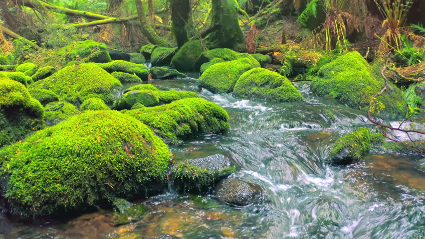 Water flow in forest. Mossy stones and rocks in river torrent